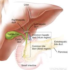 The pancreas consists of two functionally distinct parts: Gallbladder And The Biliary System Radiology Key