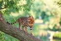 Best Dry Food For Bengal Cats 2020 - Home - Bengal Cat Club