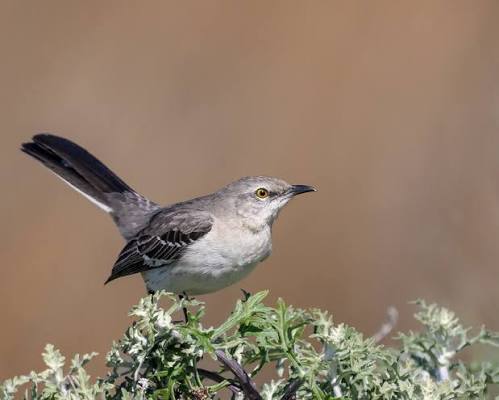 Mockingbirds Are Southerners | BirdNote