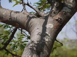 Image result for Albizia amara