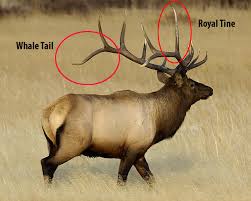 Sizing Up A Bull Elk Brent Paulls Photo Newsletter Blog
