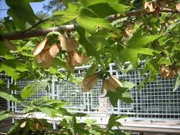 Image result for bigtooth maple