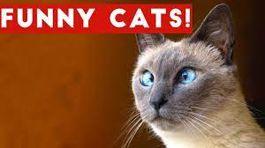 Funny Cats Compilation 2017 Best Funny Cat Videos Ever Youtube