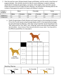 Solved Lab 7 Inheritance Of Coat Color In Labrador Chegg Com