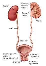 Image result for Renal Function