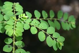 Image result for Phyllanthus tenellus