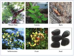 Image result for Pithecellobium dulce