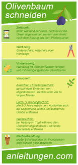 · olivenbaum denn zierpflanze schneiden mit hilfe von einer gartenschere schneiden diese leer vertrockneten zweige. Olivenbaum Schneiden In 6 Schritten Anleitungen Com