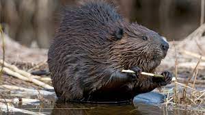 The average beaver dam in canada is 10 to 100 m long. Canadian Beavers Chomp Down Town S Internet Bbc News