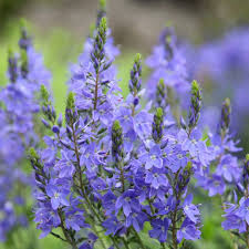 Buy speedwell Veronica 'Shirley Blue'