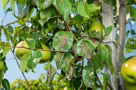 Any idea what this could be and. 477 Pear Tree Disease Photos Free Royalty Free Stock Photos From Dreamstime