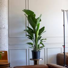Image result for Strelitzia