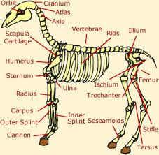 When examining horses for conformation, either when considering a purchase or competing in horse judging contests, it is important to break things down into key principles to avoid becoming overwhelmed when putting the overall picture together. Horse Anatomy Skeleton Anatomy Diagram Of A Horse