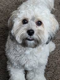 Dog of the Day! Milo... Malshipoo 2 years old in April. 🥰 Credits to:  Janet Boerner Bates