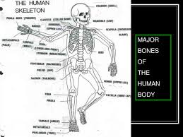 The largest and longest bone in the human body is the femur, and it is located in the upper leg. The Skeletal System Ppt Download