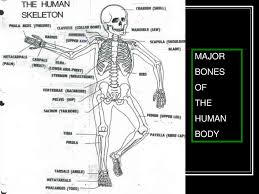 Wonky have written and animated a set of six educational science films for bbc education. The Skeletal System Ppt Download
