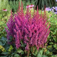 Astilbe Chinensis Visions Walters Gardens Inc