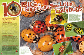 Place it in a cup of water so you can take a clear photo of it or use a magnifying glass to inspect it. 10 Big Surprises About Ladybugs Nwf Ranger Rick