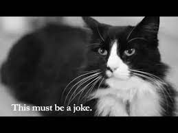 I M Not Sure It Makes Me Want To Go Out And Buy The Book But It Does Give Me Chuckle Cats Cat Problems Henri The Cat