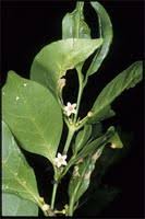 Image result for Psydrax livida