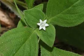 Image result for Richardia brasiliensis