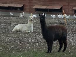 Check spelling or type a new query. Frequently Asked Questions Inca Alpaca
