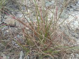 Image result for Schizachyrium sanguineum