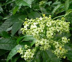 Image result for Clerodendrum umbellatum