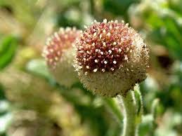 Image result for Dichrocephala