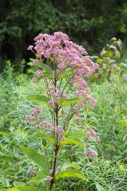 Image result for Pycreus elegantulus