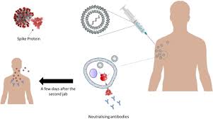 Maybe you would like to learn more about one of these? Gene Therapy Avenues And Covid 19 Vaccines Genes Immunity