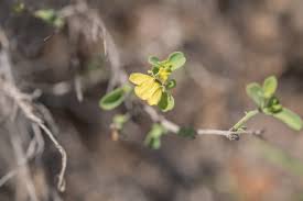 Image result for Justicia striolata