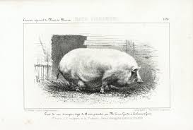 1858 Races Porcines Anglaises Truie Allaitantesessex Middlesex Etsy Illustration Ancienne Anatomie Animale Gravure