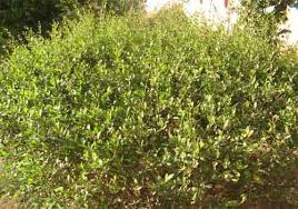 Henna Plant Song Of Solomon 1 14 My Dear One Is To Me Like A Cluster Of Henna Among The Vineyards Of En Gedʹi Henna Plant Henna Hair Medicinal Plants