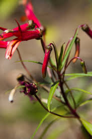 Image result for Tephrosia laxiflora