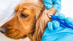 We did not find results for: How To Remove A Tick From A Dog S Ear Fauna Care
