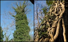 Here's the easy trick i used to remove massive amounts of ivy and reclaim my yard. Removing Ivy From Trees Is Easier Than You Think Homestead Gardens Inc