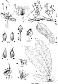 Image result for Englerodendron mengei