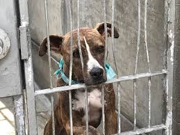 Animal shelters, more than 3 million are cats. California Bans Pet Stores From Selling Commercially Bred Animals Npr