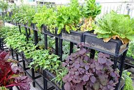 種植箱應用組合實例 plants garden growing