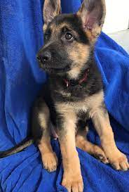 Maybe you would like to learn more about one of these? Whitney A Female Aca German Shepherd Puppy For Sale In Sunrise Florida Find Cute German Shepherd Puppies And Cute Dogs And Puppies Shepherd Puppies Puppies