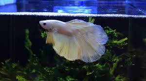 Betta Fish Paradise In Singapore Youtube