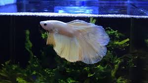 Betta fish has been since early times of its discovery been used for fight shows which started in thailand initially leading to its fame all over the globe. Betta Fish Paradise In Singapore Youtube