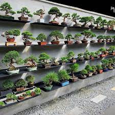 Jia Bonsai Singapore On Instagram Loving Our New Display Jia Bonsai Singapore Chat With Us On Whatsap Bonsai Tree Care Bonsai Tree Types Buy Bonsai Tree