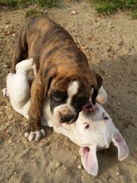 Our volunteers include individuals who have rescue, dog training and behavior experience. Boxer Puppies For Sale In East Vineland New Jersey Classified Americanlisted Com