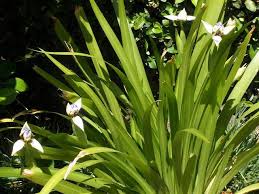 Image result for Neomarica northiana