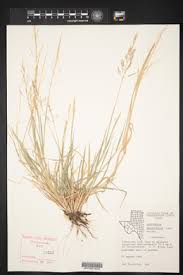 Image result for Sporobolus coromandelianus