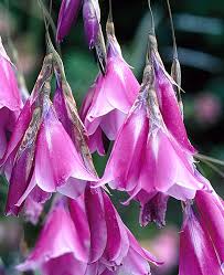 Image result for Dierama formosum × plowesii