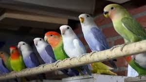 We did not find results for: Persiapan Ternak Burung Lovebird Dengan Sistem Koloni Faktualnews Co