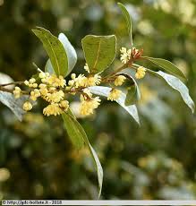 Fiori bisessuali, alternati ad altri unisessuali, colore giallo verdognolo, riuniti in grappoli allungati penduli;. Fiori A Grappoli Giallo Verdognoli Piante Profumate Consigli Pratici Ed Indicazioni Tuttogreen Nel Giardino Nespolo Del Giappone Fetichevisual